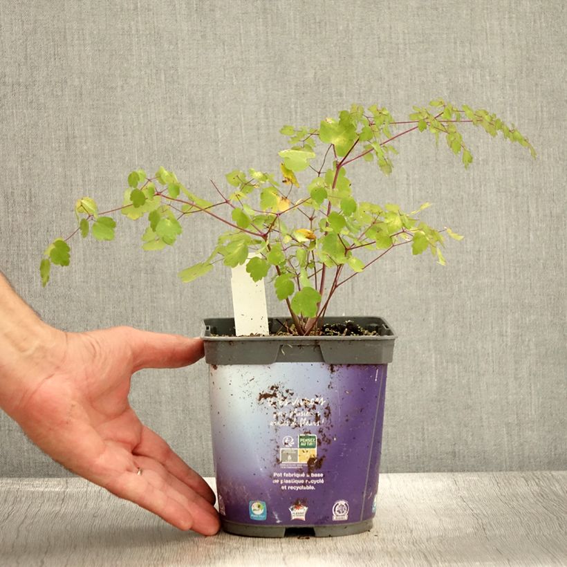 Ejemplar de Thalictrum delavayi - Talictro Maceta 2L/3L entregado en otoño