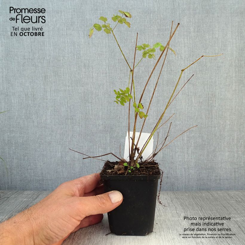Ejemplar de Thalictrum delavayi Splendide Maceta de 8/9 cm entregado en otoño