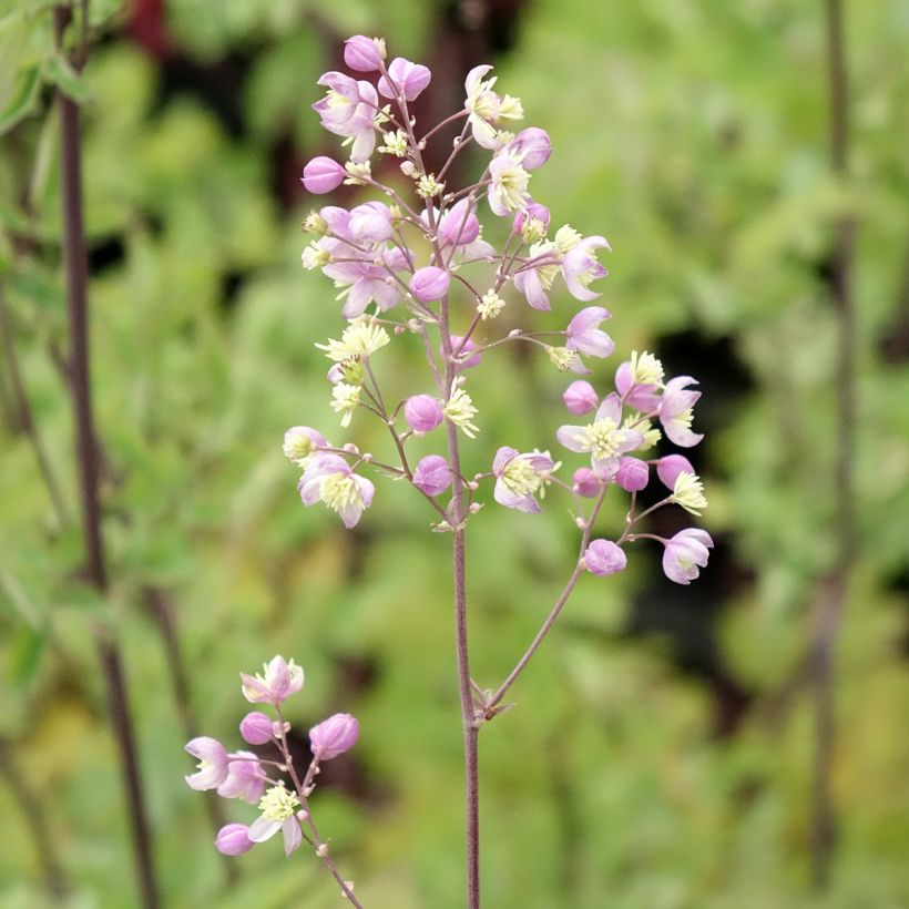 Thalictrum Elin (Floración)