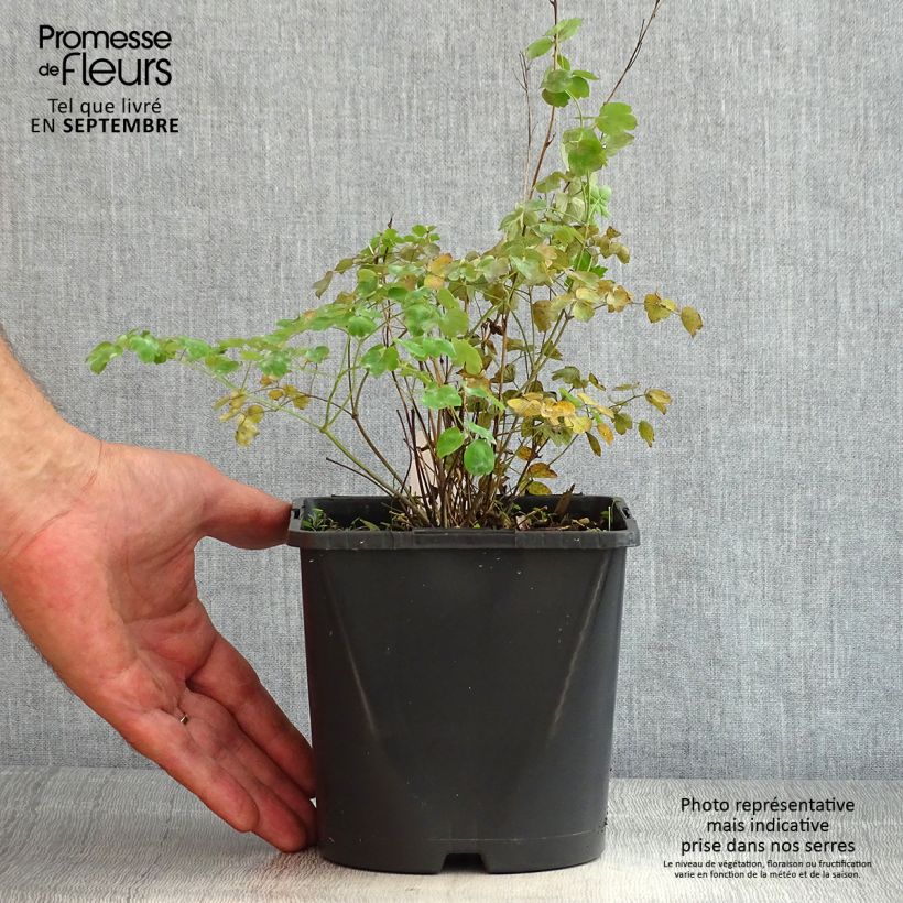 Ejemplar de Thalictrum aquilegifolium Fairy Wings Maceta 2L/3L entregado en verano