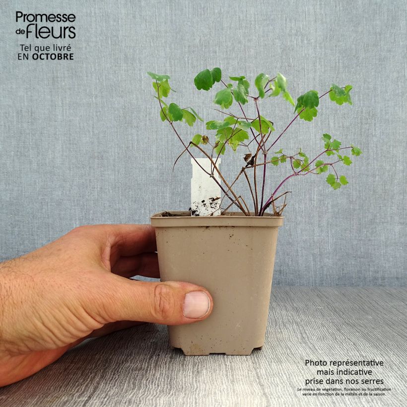 Ejemplar de Thalictrum Little Pinkie Maceta de 8/9 cm entregado en otoño
