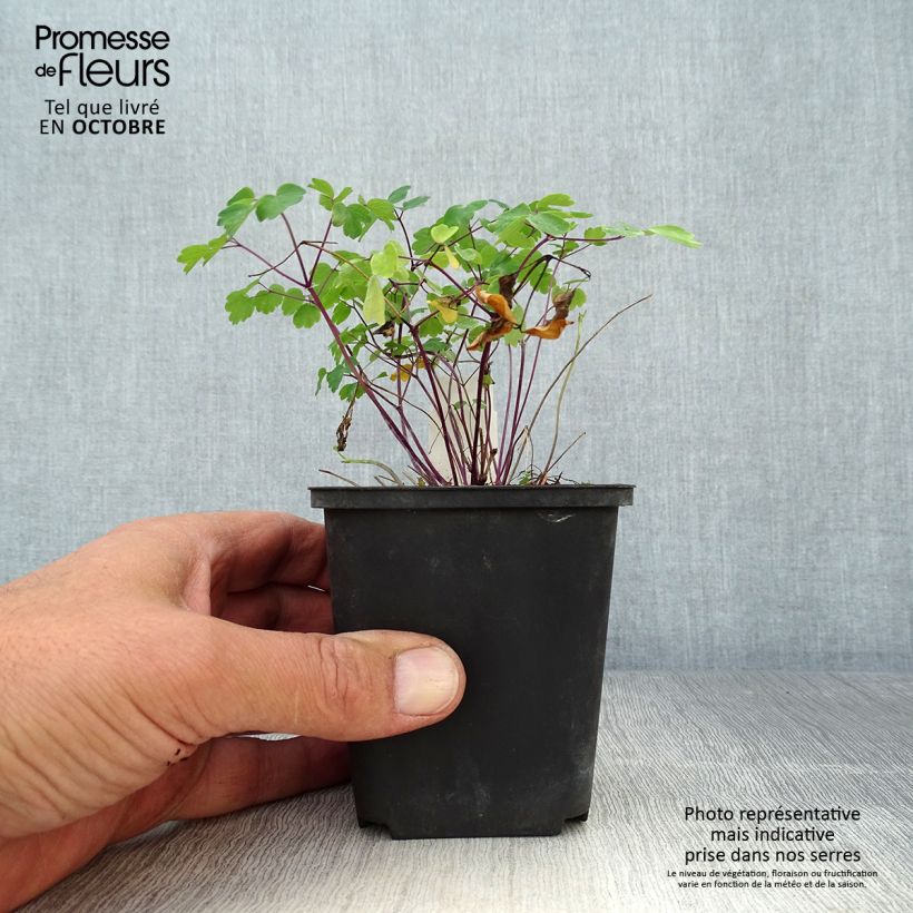Ejemplar de Thalictrum Purplelicious Maceta de 8/9 cm entregado en otoño