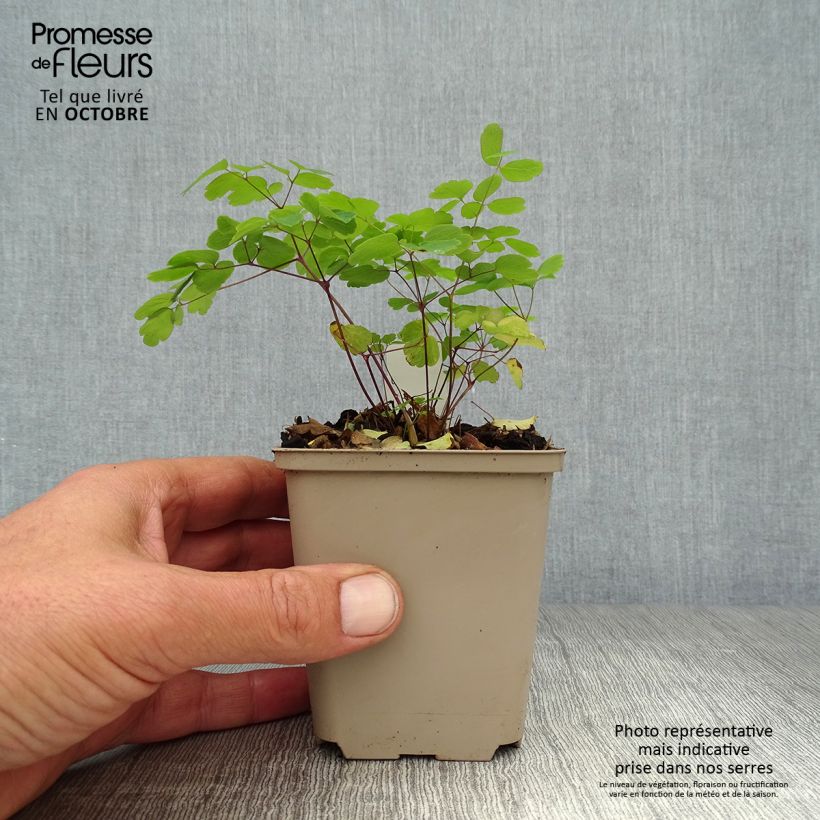 Ejemplar de Thalictrum rochebrunianum Maceta de 8/9 cm entregado en otoño