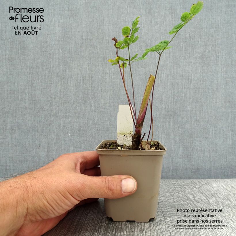 Ejemplar de Thalictrum sphaerostachyum - Pigamon à tête ronde Godet de 8/9 cm entregado en verano