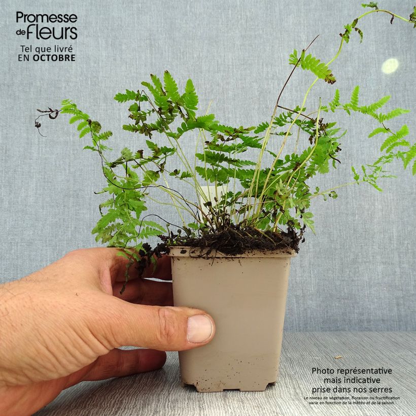 Ejemplar de Thelypteris palustris - Helecho de pantano Maceta de 8/9 cm entregado en otoño
