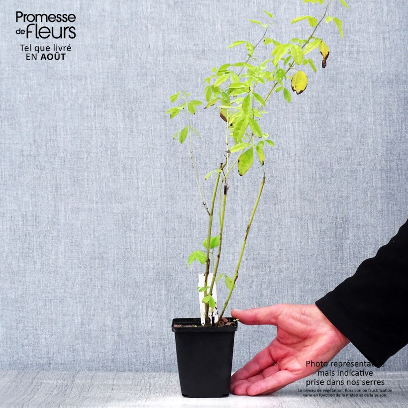 Ejemplar de Thermopsis chinensis Godet de 9cm entregado en verano