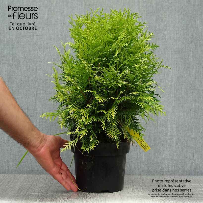 Ejemplar de Tuya occidental Danica Aurea Maceta 2L/3L entregado en otoño