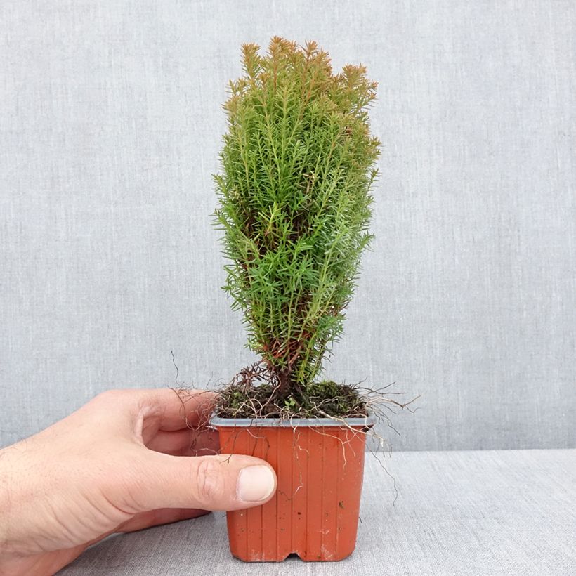 Tuya occidental Teddy Maceta de 8/9 cm Ejemplar entregado en la primavera