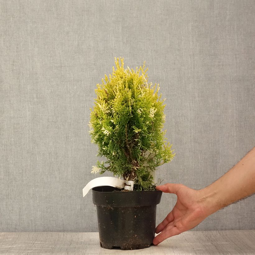 Ejemplar de Thuja orientalis Fleck - Tuya oriental Maceta 2L/3L entregado en verano