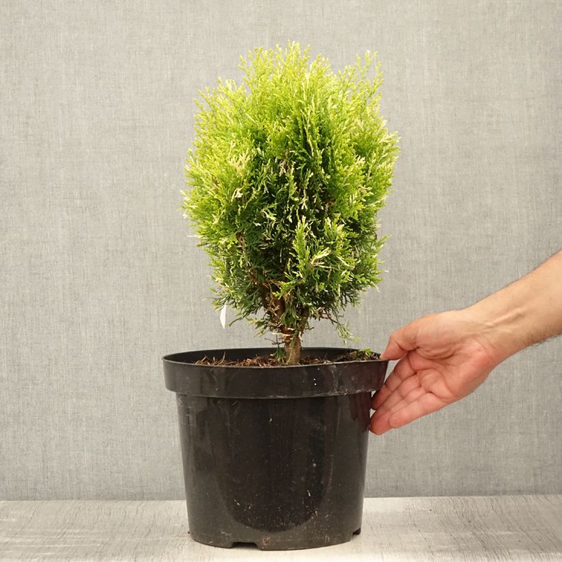 Ejemplar de Thuja orientalis Fleck - Tuya oriental Maceta 7,5L/10L entregado en verano