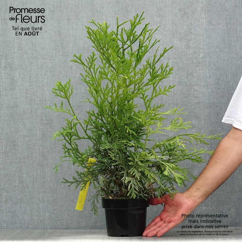 Ejemplar de Thujopsis dolabrata Variegata - Hiba Maceta 2L/3L entregado en verano