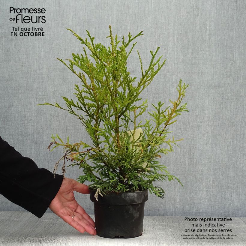 Ejemplar de Thujopsis dolobrata - Hiba Maceta 2L/3L entregado en otoño