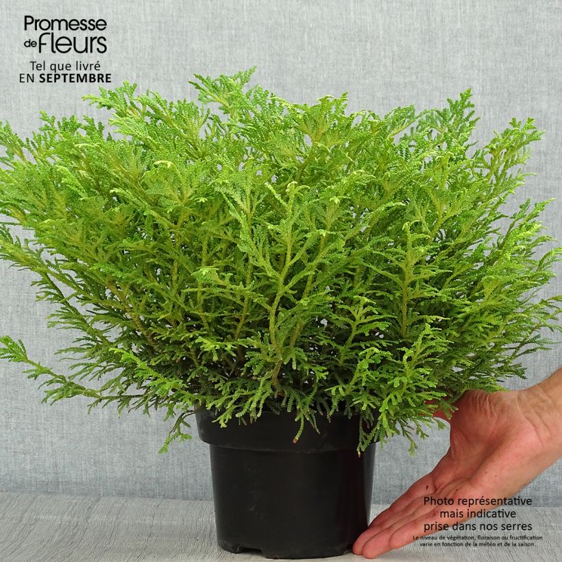 Ejemplar de Thujopsis dolobrata Nana - Hiba Maceta 2L/3LAltura de entrega aprox. 20+cm entregado en verano