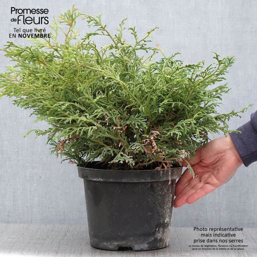 Ejemplar de Thujopsis dolobrata Nana - Hiba Maceta 4L/5L entregado en otoño