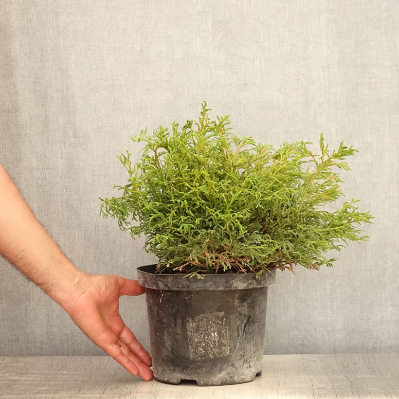 Ejemplar de Thujopsis dolobrata Nana - Hiba Maceta 4L/5LAltura de entrega aprox. 15+cm entregado en verano