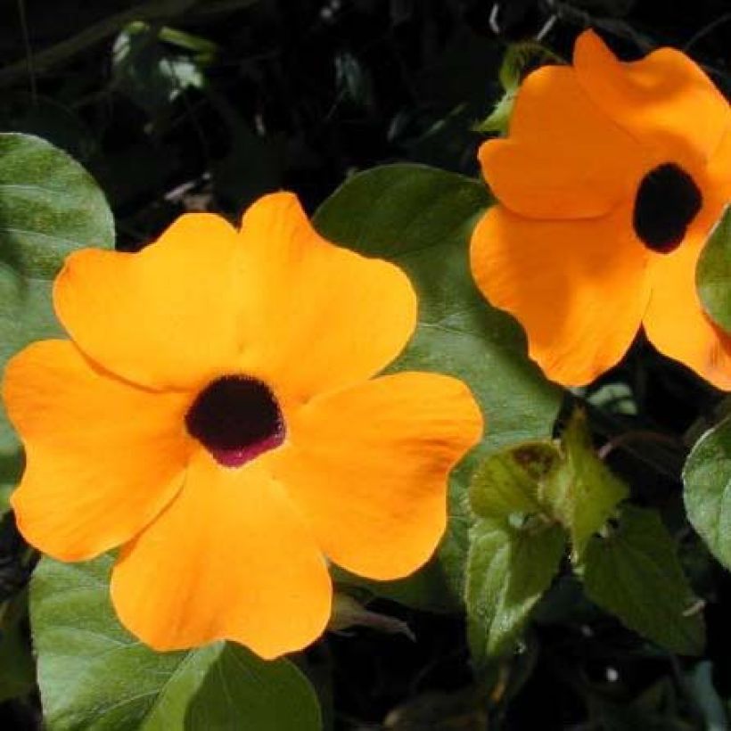 Thunbergia alata Tangerine (Floración)