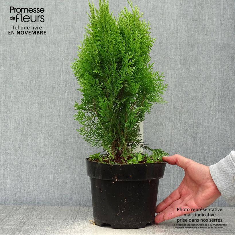 Ejemplar de Platycladus orientalis Aurea Nana - Árbol de la vida Maceta 2L/3L entregado en otoño
