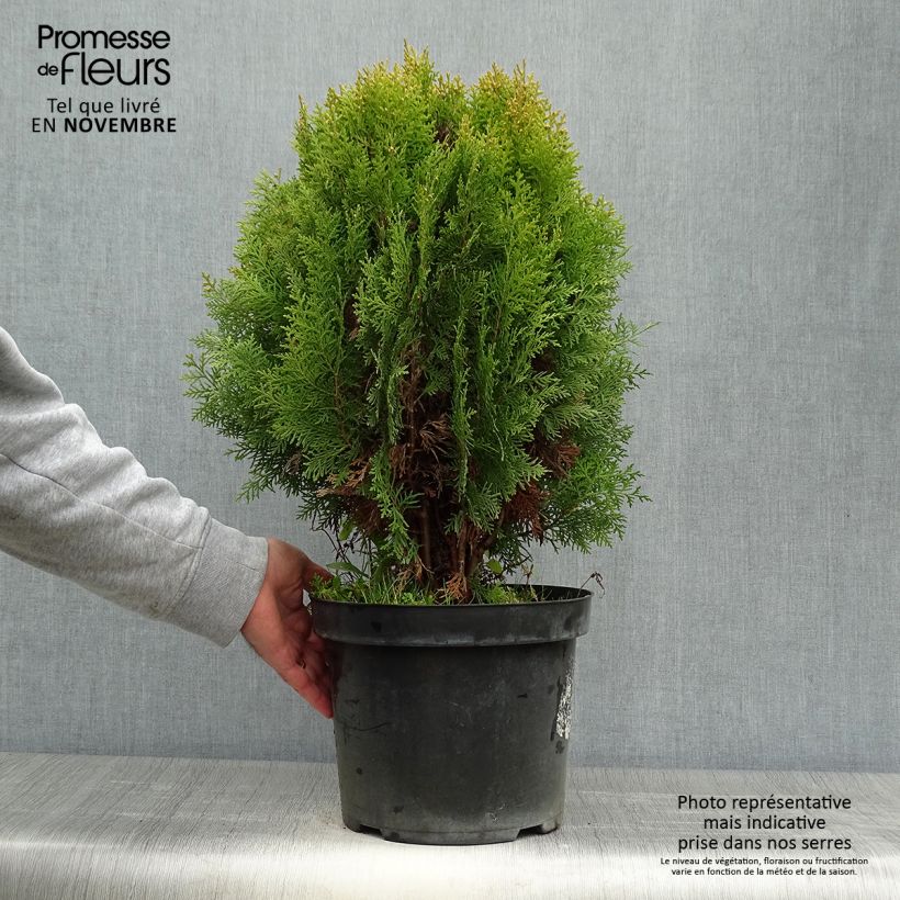 Ejemplar de Platycladus orientalis Aurea Nana - Árbol de la vida Maceta 7,5L/10L entregado en otoño