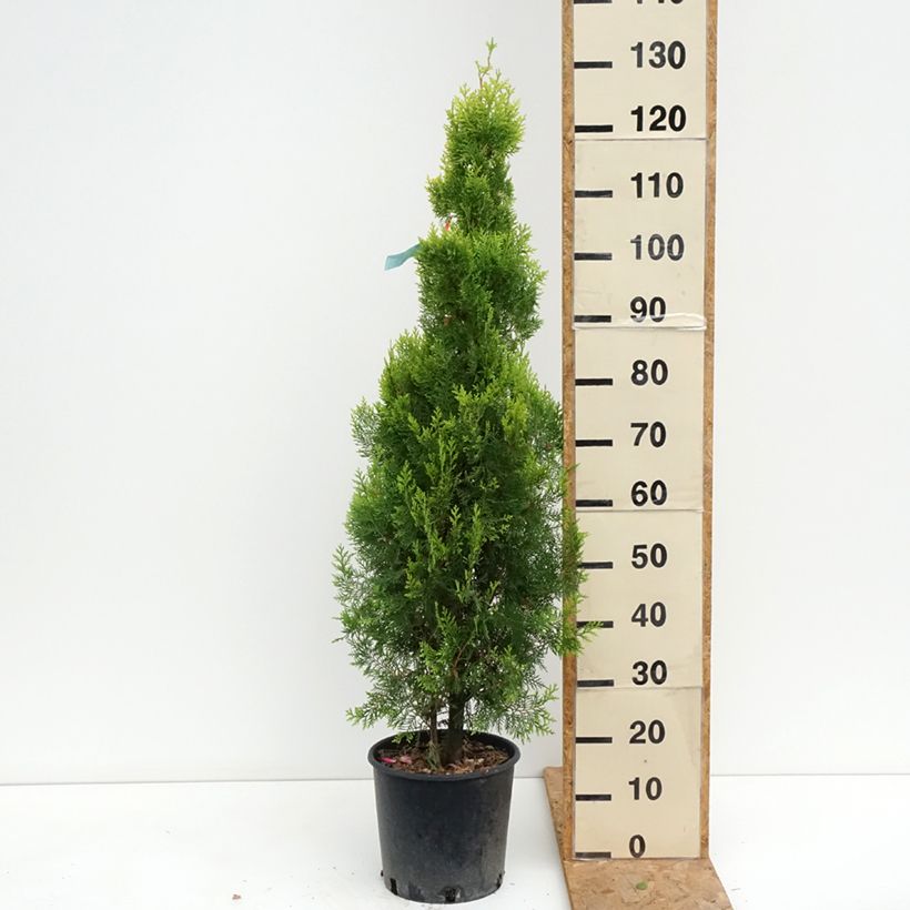 Ejemplar de Thuja orientalis Pyramidalis Aurea - Tuya oriental Maceta 7,5L/10L entregado en verano