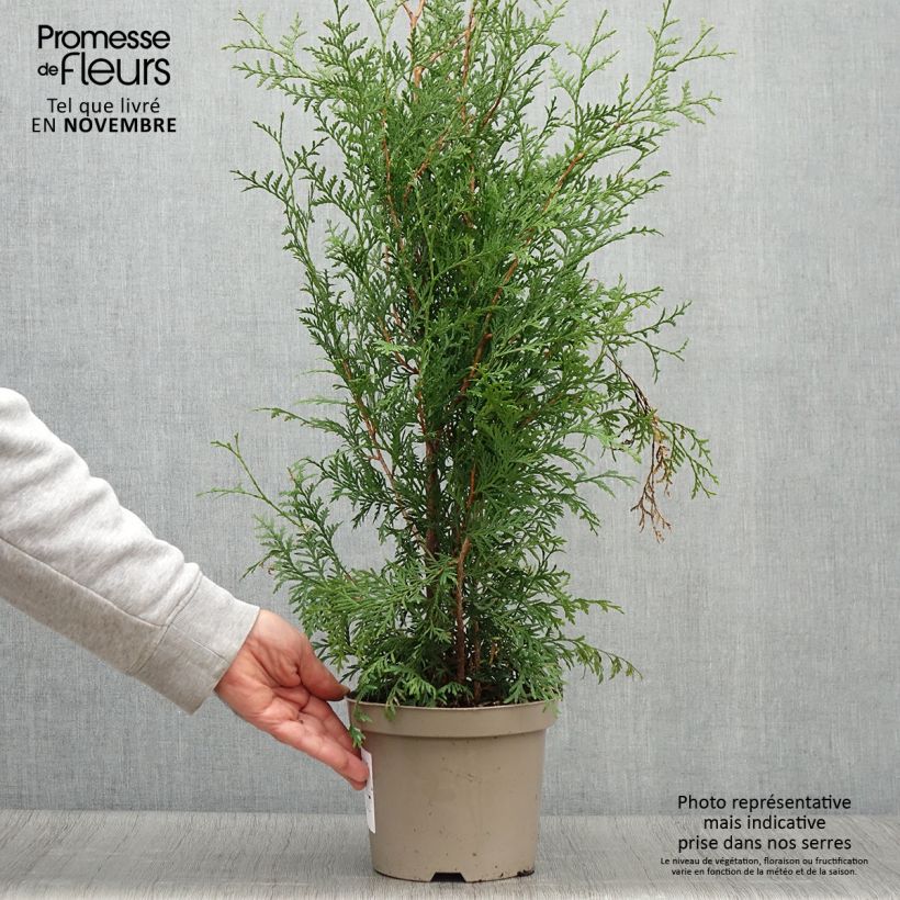 Ejemplar de Tuya occidental Brabant Maceta 2L/3L entregado en otoño