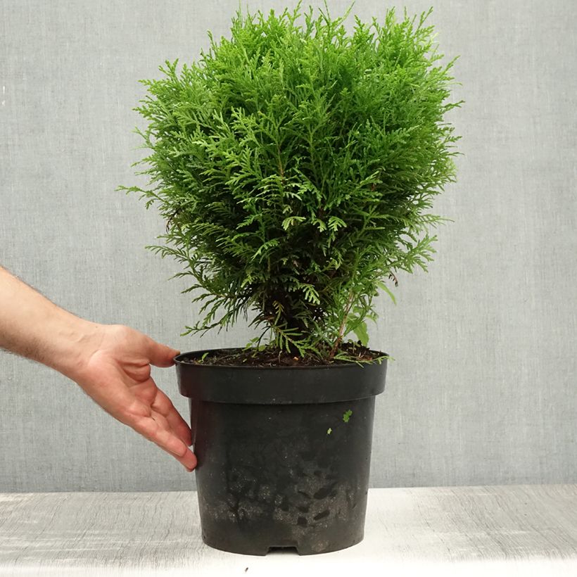 Ejemplar de Tuya occidental Danica Maceta 7,5L/10LAltura de entrega aprox. 20/35cm entregado en verano