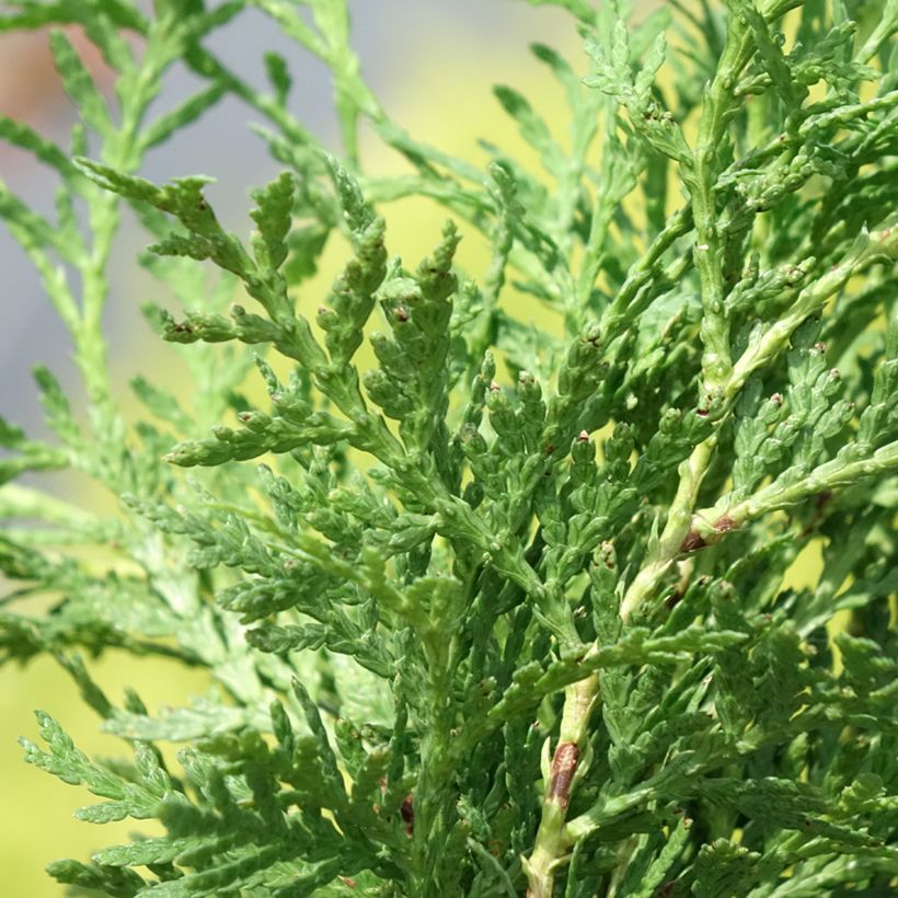 Tuya occidental Globosa Aurea (Follaje)
