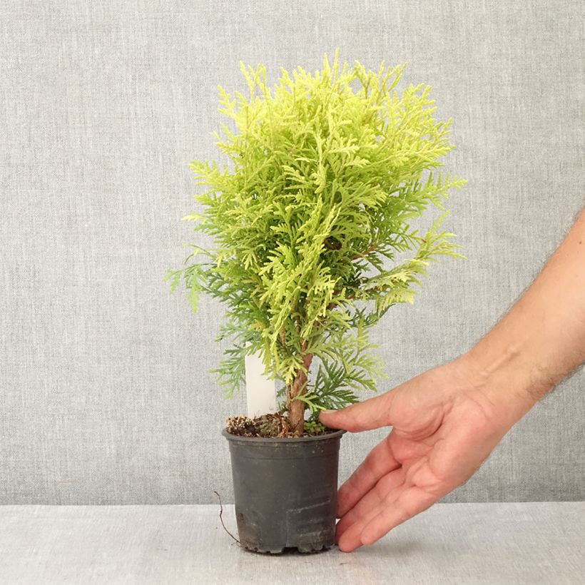 Ejemplar de Tuya occidental Globosa Aurea Maceta de 8/9 cm entregado en verano