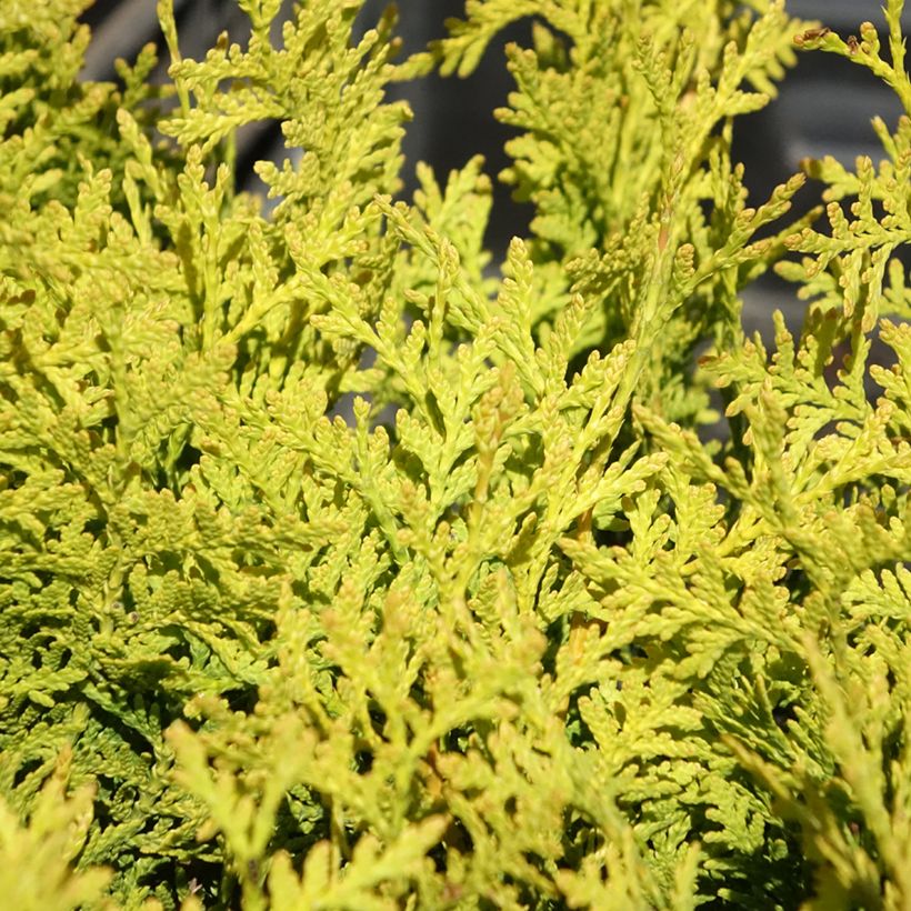 Tuya occidental Golden Brabant (Follaje)