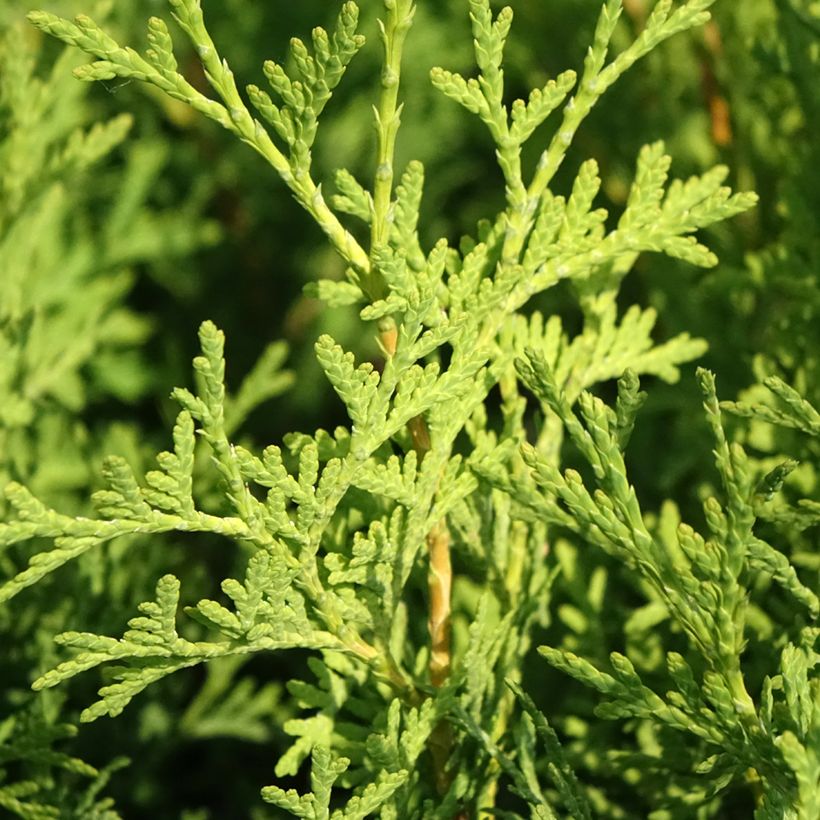Tuya occidental Pyramidalis Compacta (Follaje)