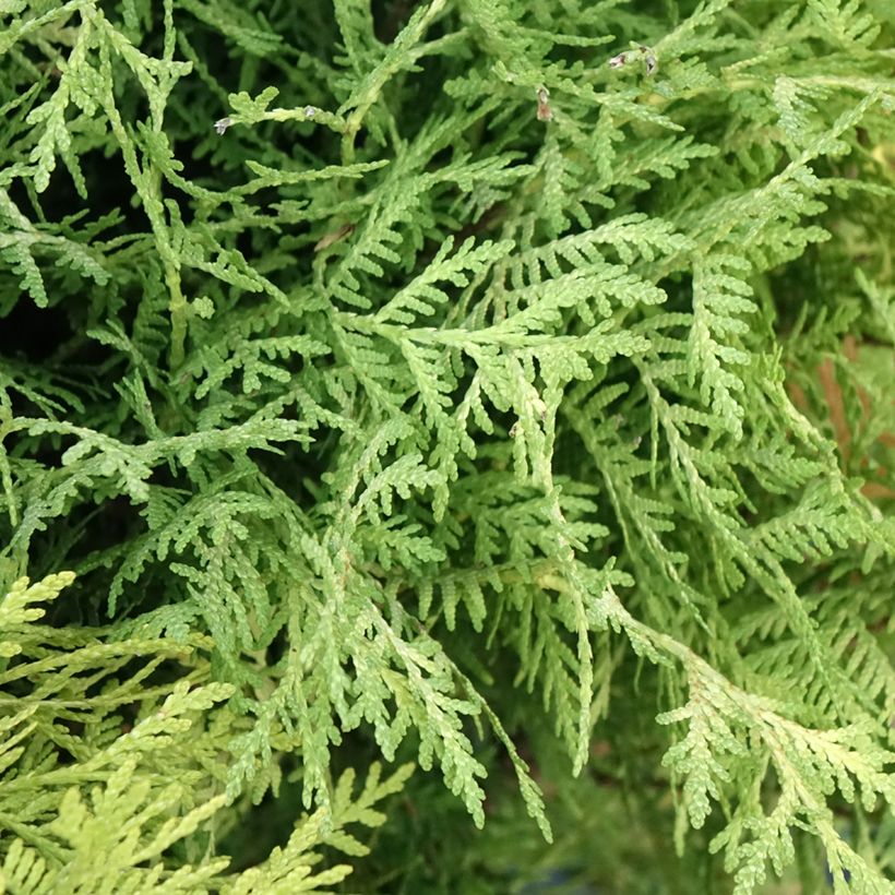 Tuja occidentalis Selena (Follaje)