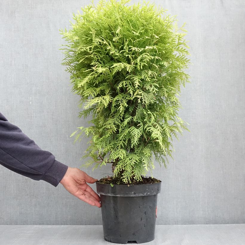 Tuja occidentalis Selena Maceta 7,5L/10LAltura de entrega aprox. 40/50cm Ejemplar entregado en la primavera