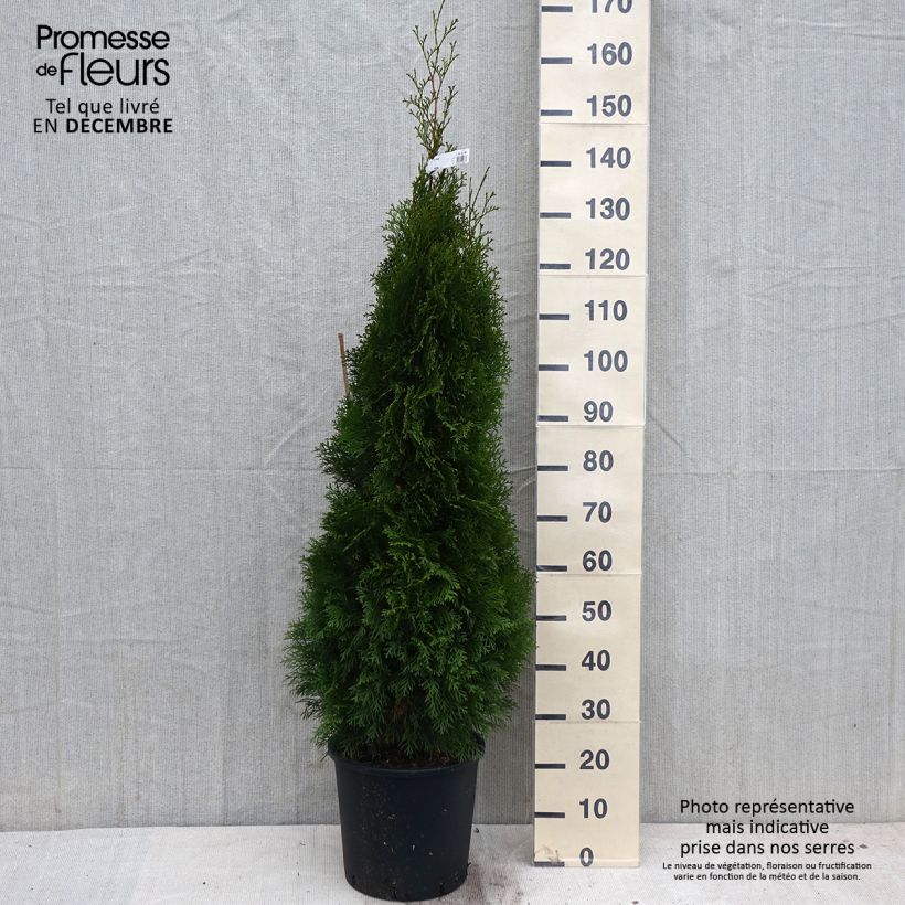 Ejemplar de Tuya occidental Smaragd Maceta 12L/15L entregado en otoño
