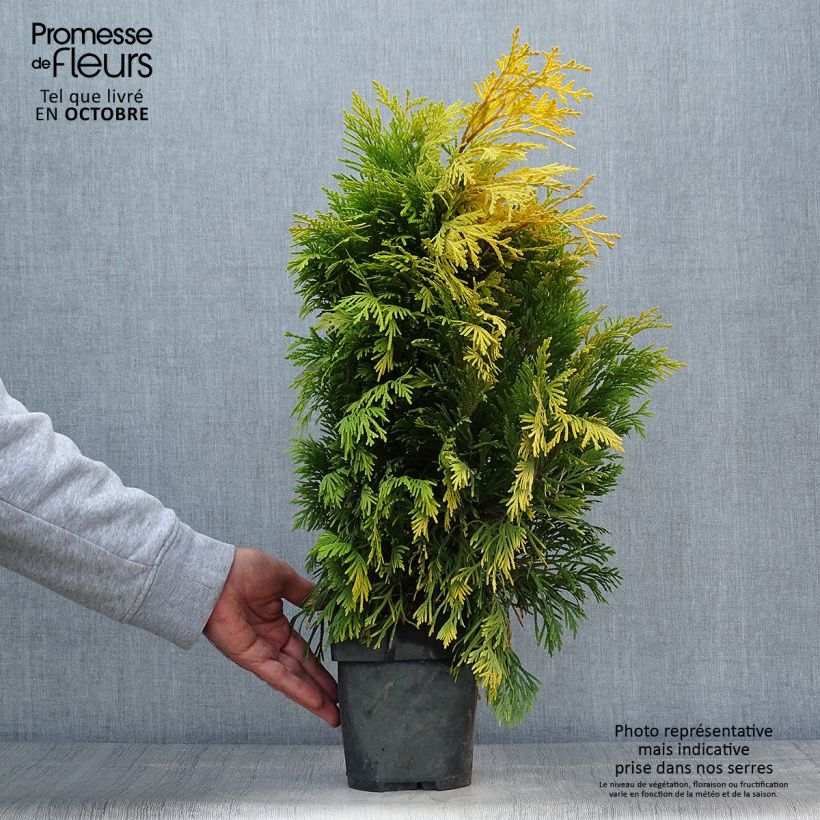 Ejemplar de Thuja plicata 4 Ever Goldy Maceta 2L/3L entregado en otoño