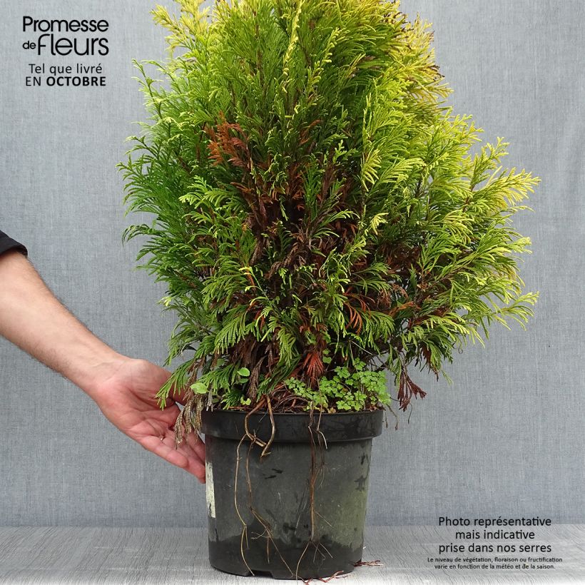 Ejemplar de Thuja plicata 4 Ever Goldy Maceta 6L/7L entregado en otoño