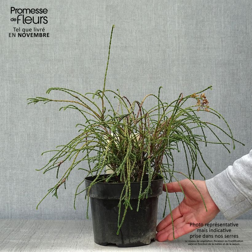 Ejemplar de Thuja plicata Whipcord Maceta 3L/4L entregado en otoño