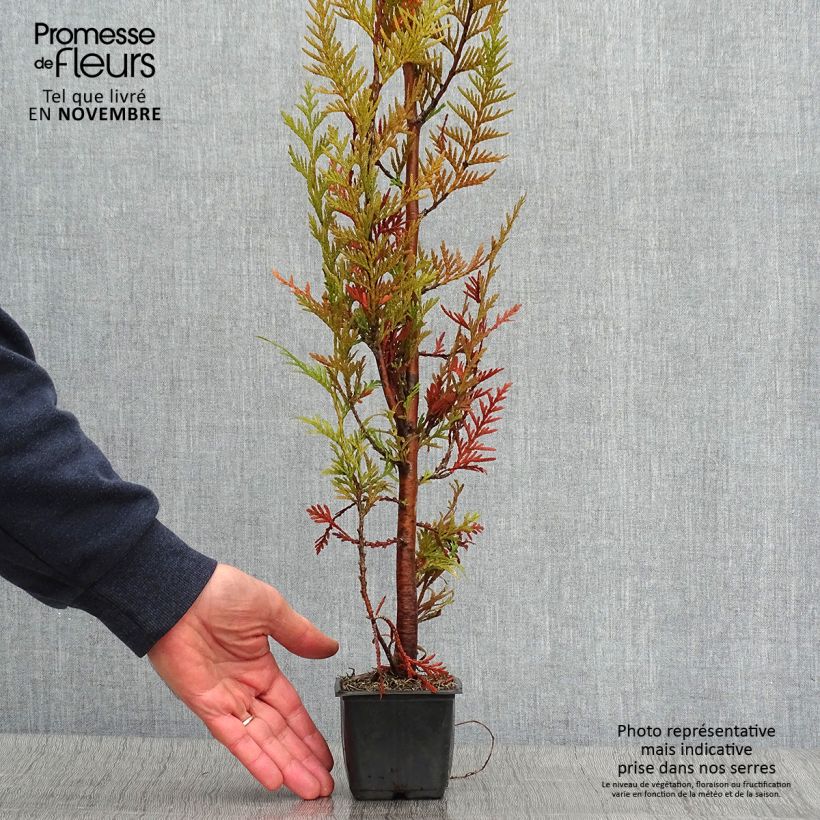 Ejemplar de Thuja plicata Atrovirens Maceta de 8/9 cm entregado en otoño