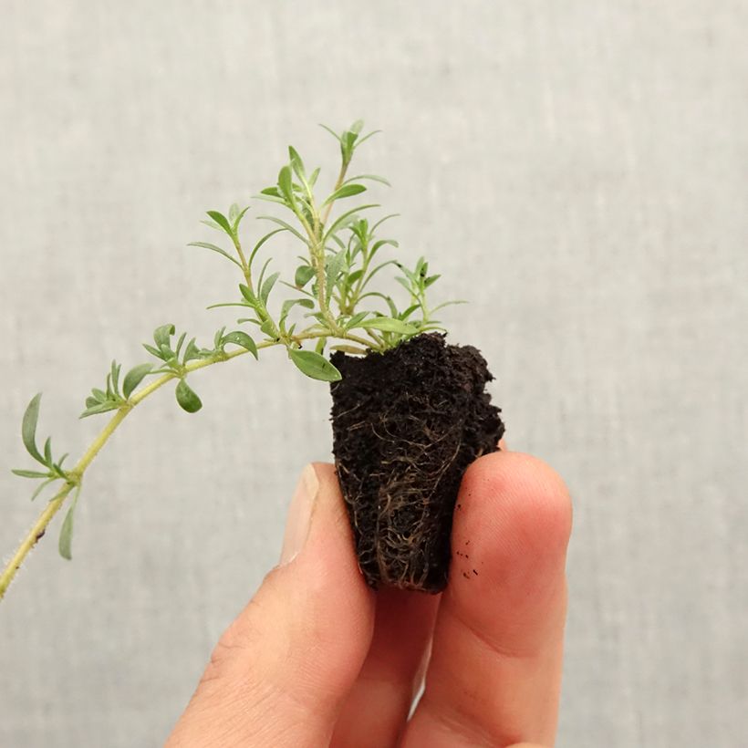 Tomillo limón GrowFlow Cascata Lemonade minicepellón: Ø 3/4 cm Ejemplar entregado en la primavera