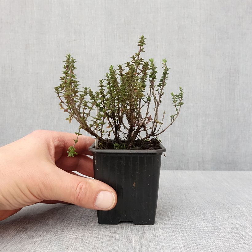 Tomillo limón Lammefjord Maceta de 8/9 cm Ejemplar entregado en invierno