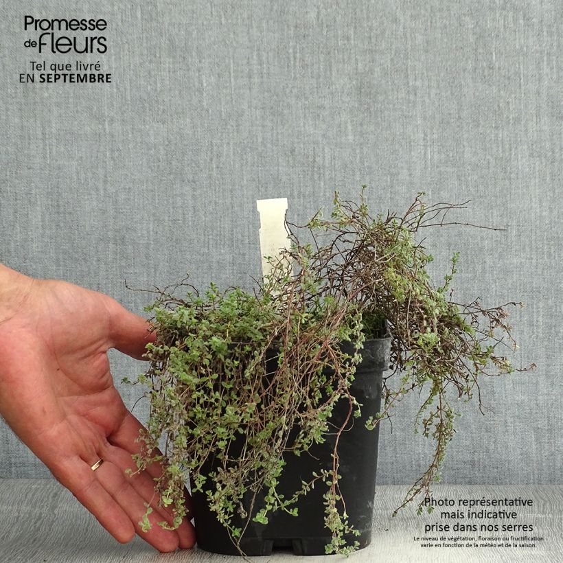 Ejemplar de Tomillo - Thymus pseudolanuginosus Maceta 2L/3L entregado en verano