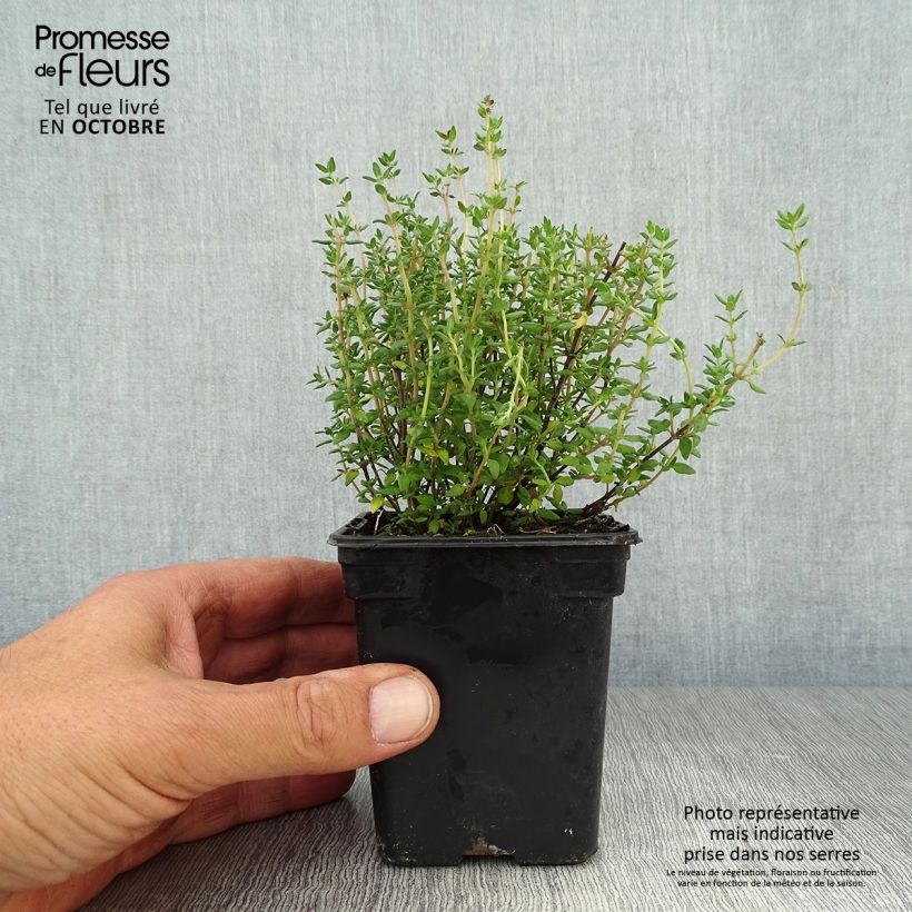 Ejemplar de Tomillo Bio - Thymus officinalis Maceta de 8/9 cm entregado en otoño