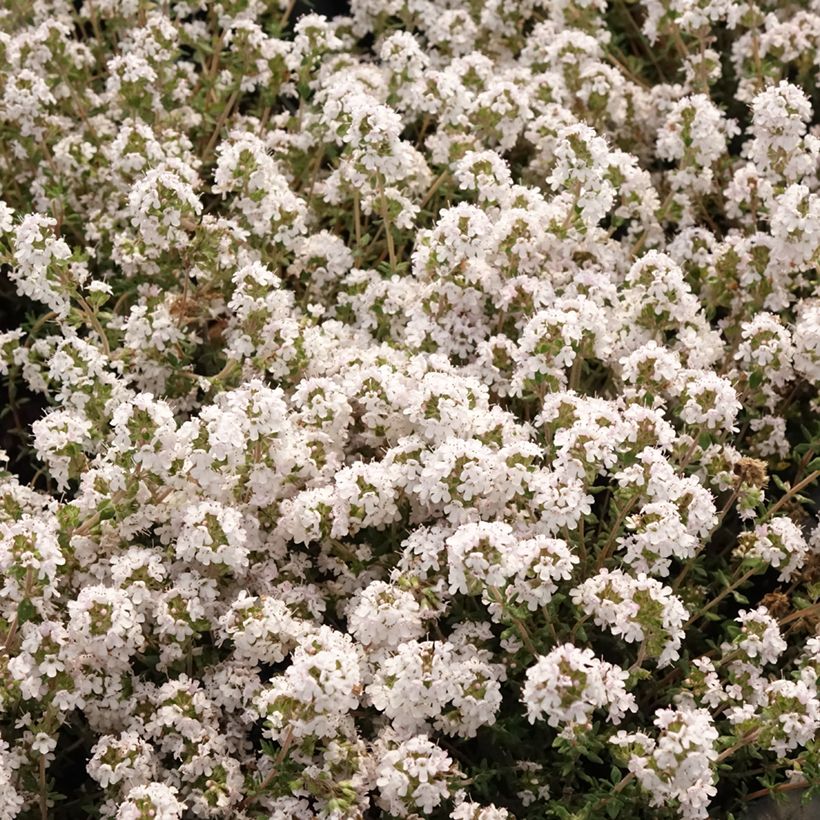 Tomillo Fragrantissimus (Floración)