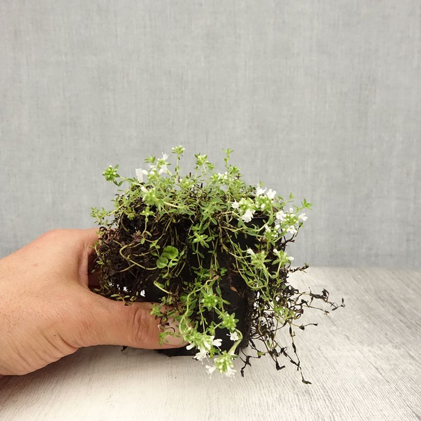 Ejemplar de Serpol serrano Albiflorus Maceta de 8/9 cm entregado en verano