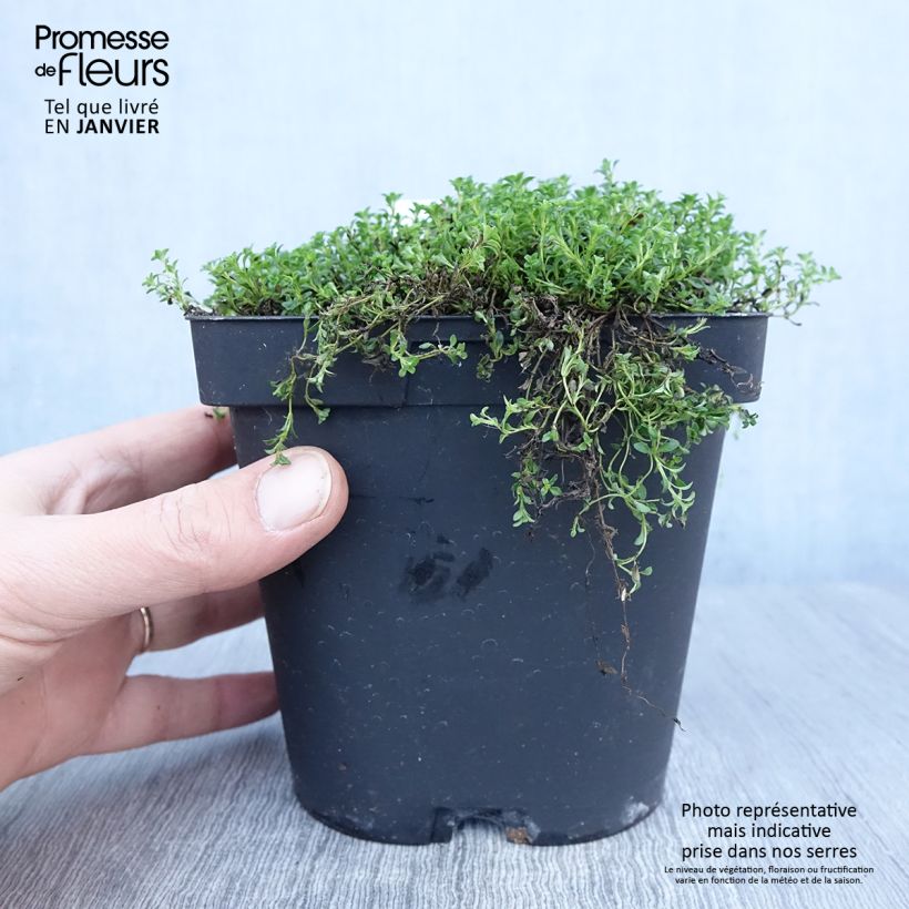 Serpol serrano Albiflorus Maceta 2L/3L Ejemplar entregado en invierno