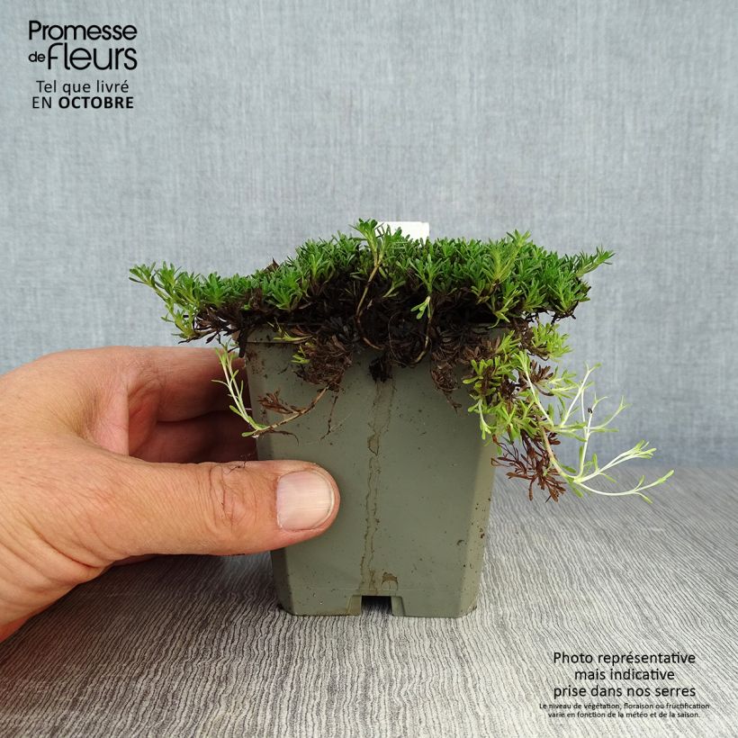 Ejemplar de Tomillo andaluz​ - Thymus capitatus Maceta de 8/9 cm entregado en otoño