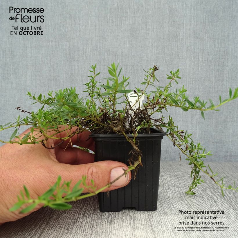 Ejemplar de Tomillo - Thymus nitens Maceta de 8/9 cm entregado en otoño