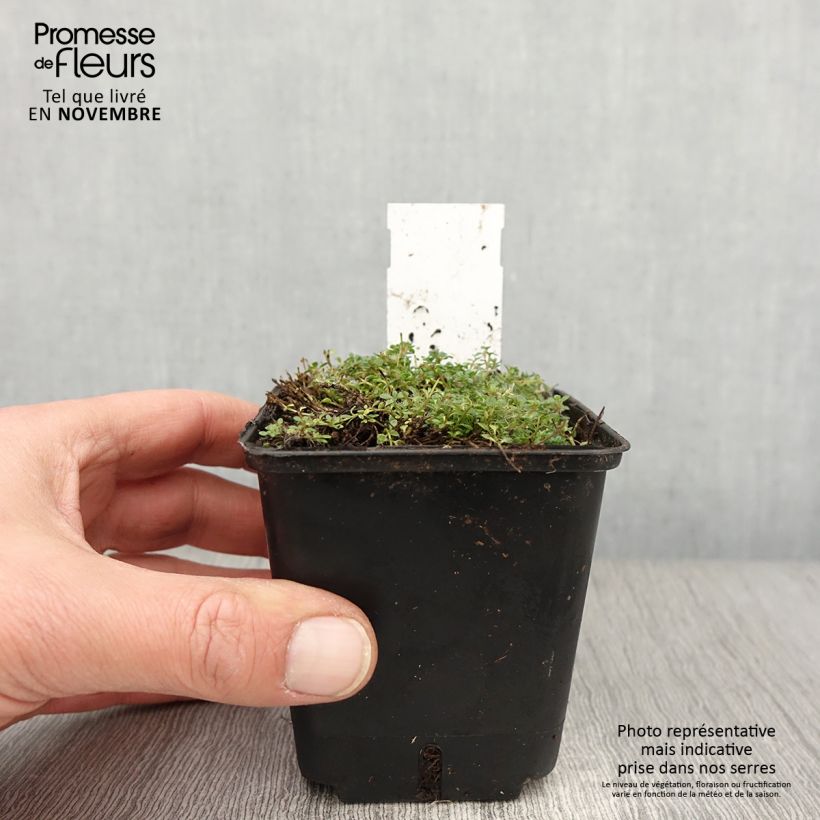 Ejemplar de Serpol serrano Minor Maceta de 8/9 cm entregado en otoño