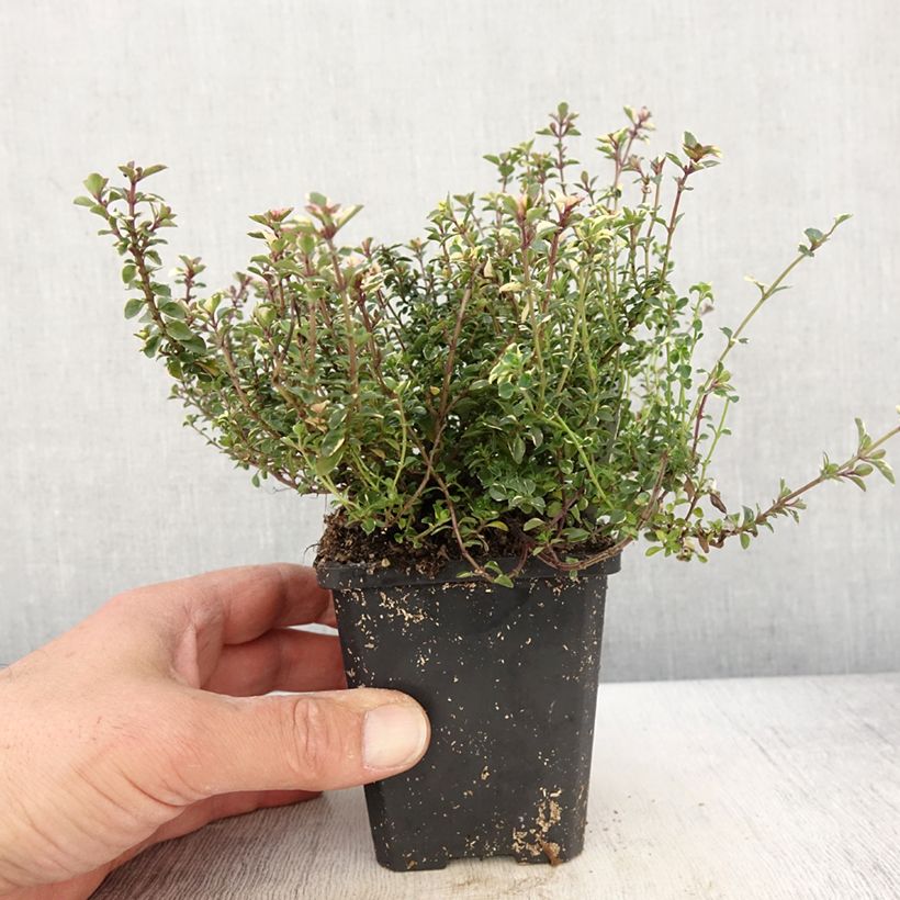 Tomillo Foxley - Thymus pulegioides Maceta de 8/9 cm Ejemplar entregado en la primavera