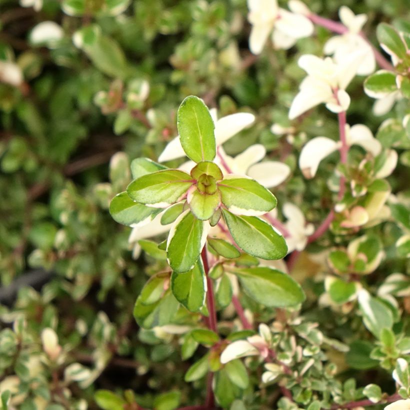 Tomillo Foxley - Thymus pulegioides (Follaje)