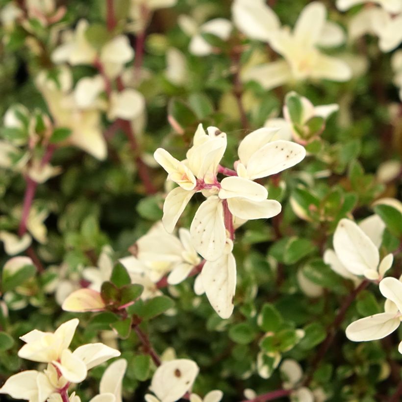 Tomillo Foxley - Thymus pulegioides (Floración)