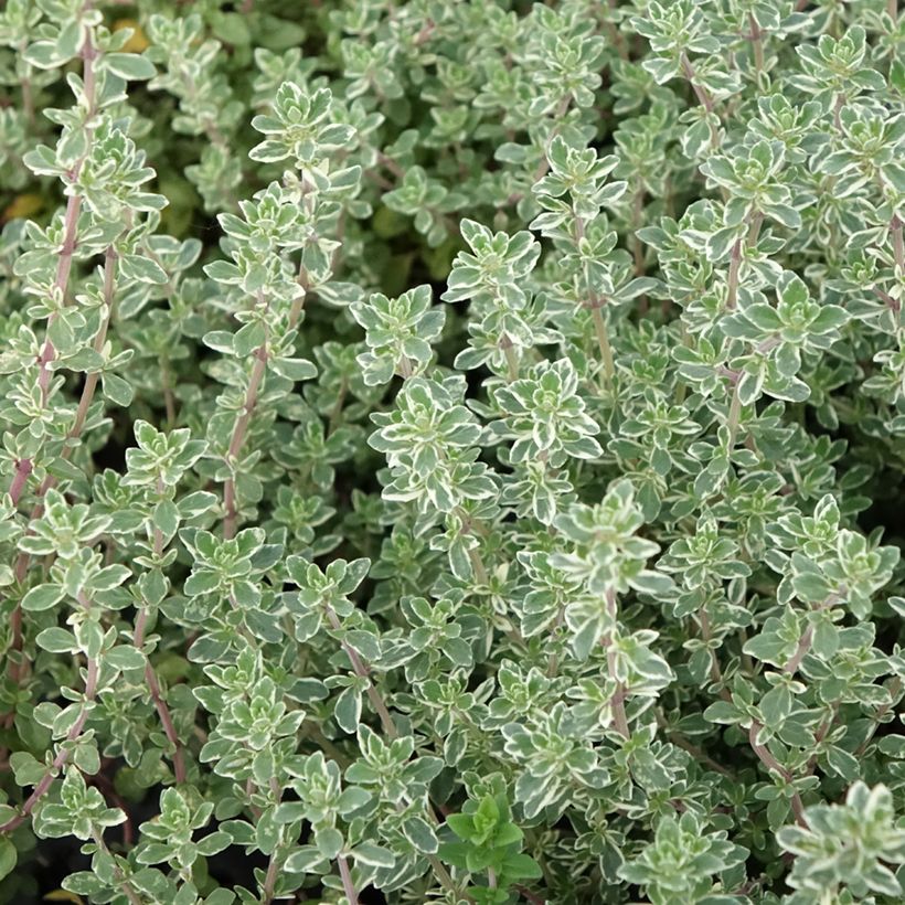 Tomillo Silver Posie (Follaje)